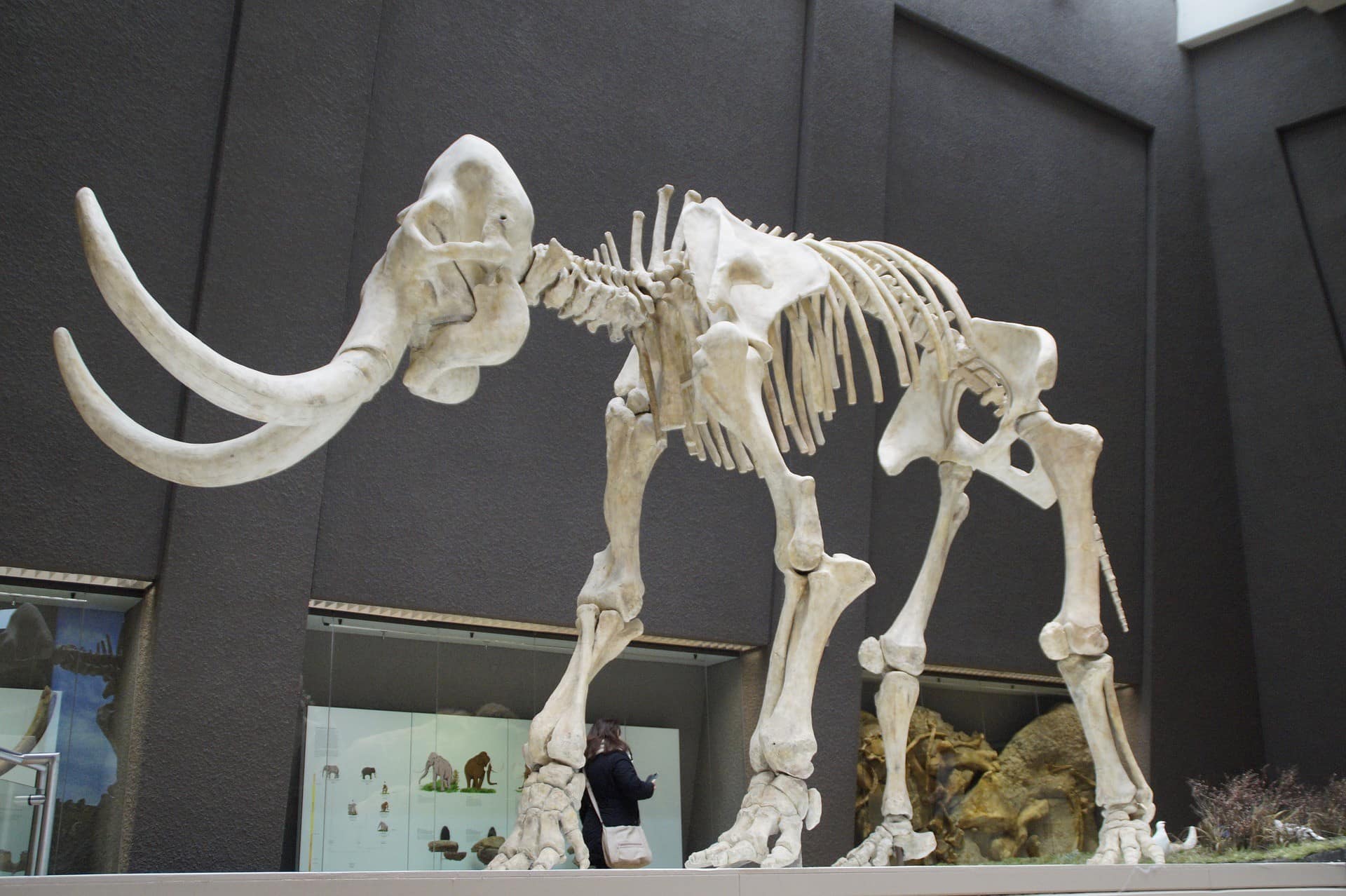 A skeleton of a mammoth, the picture is from the exhibitions
