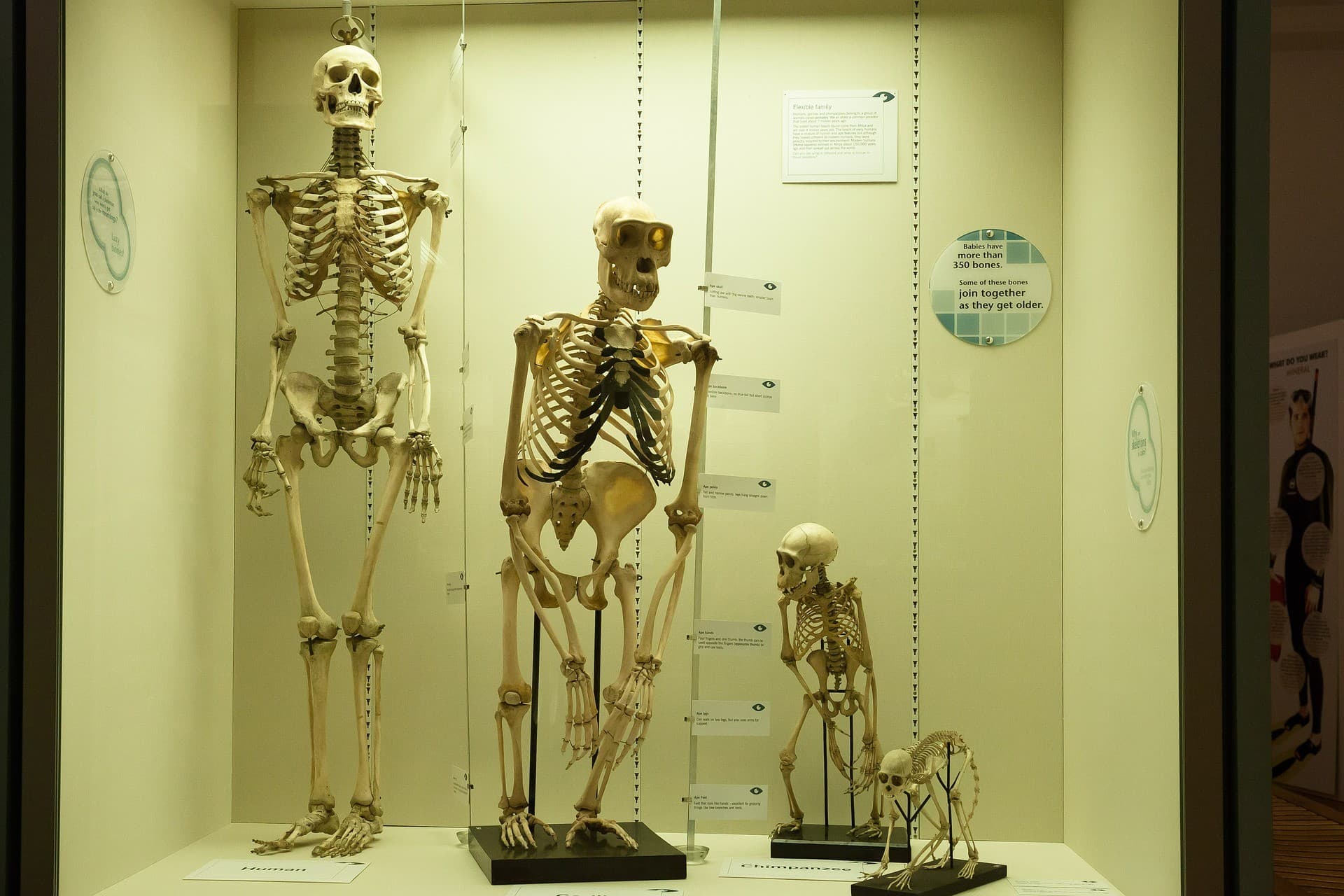 Four skeletons, belonging to early hominids and a modern human, standing inside a museum-display
