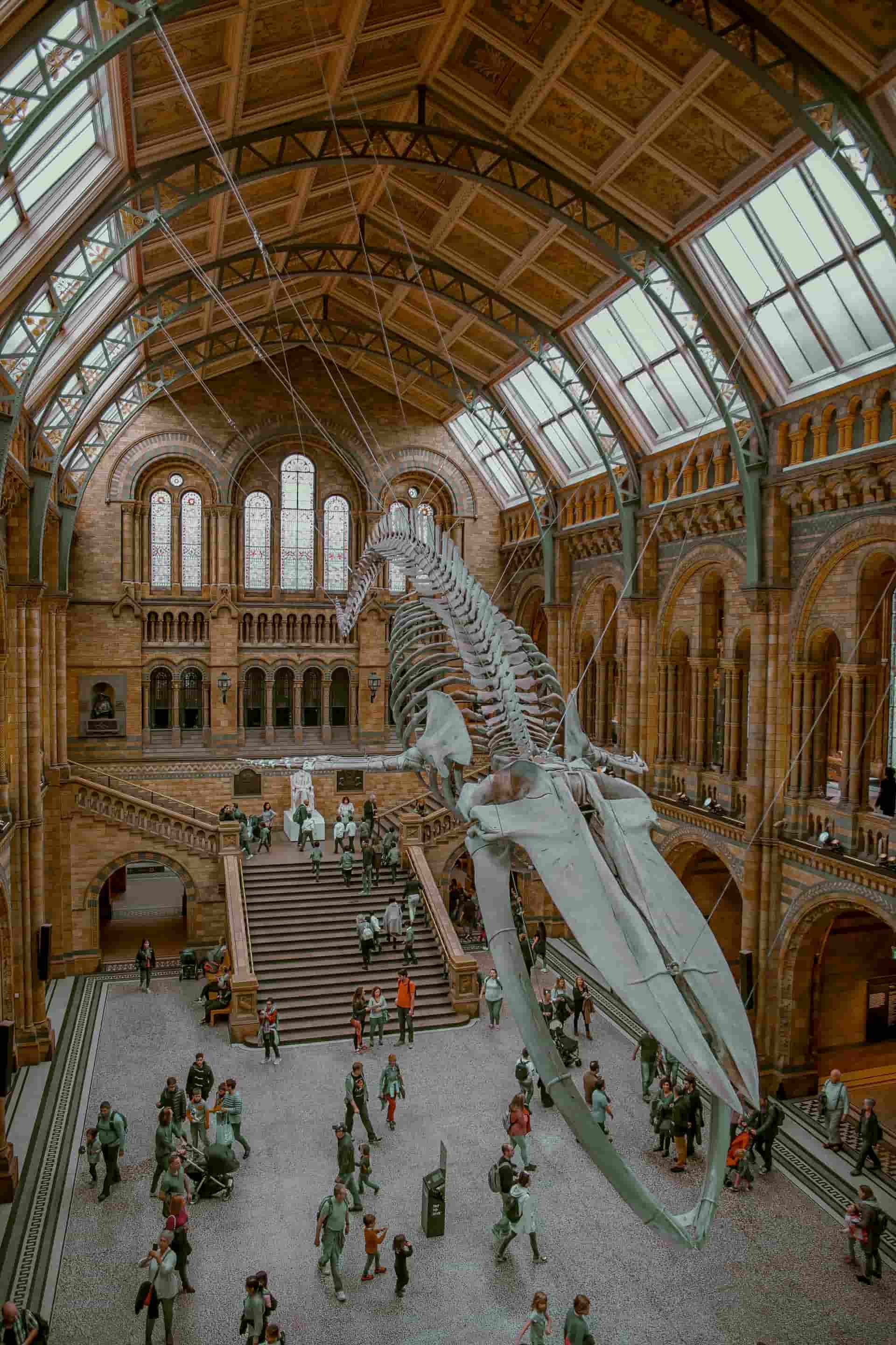 A gigantic whale-skeleton, hanging from the museum-ceiling